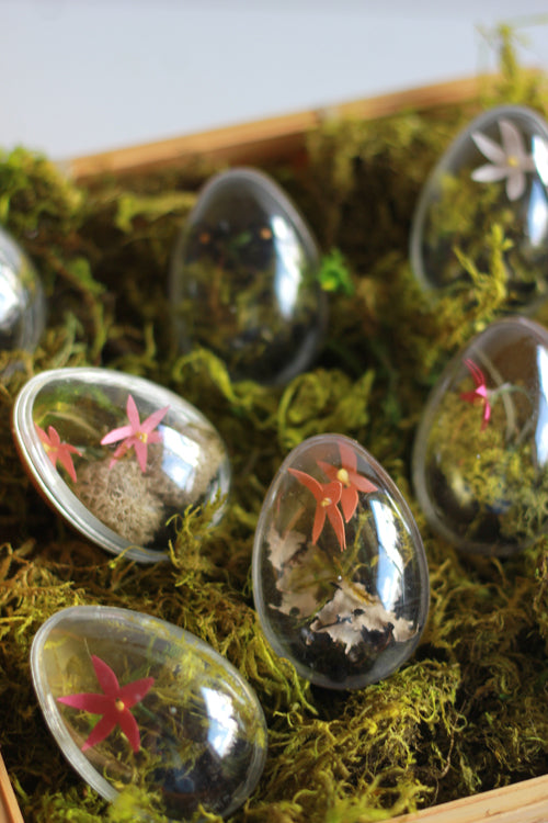 Easter Egg Terrarium